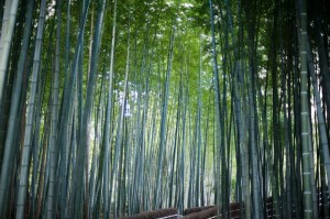 bamboo woodland